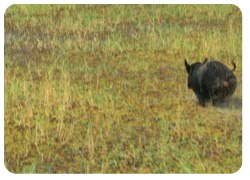 Feral Animals