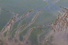 019-aerial-muster_jpg