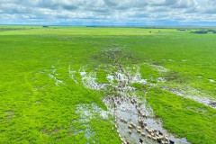 Square-Angus-Photo-Muster-Cattle-on-Floodplain