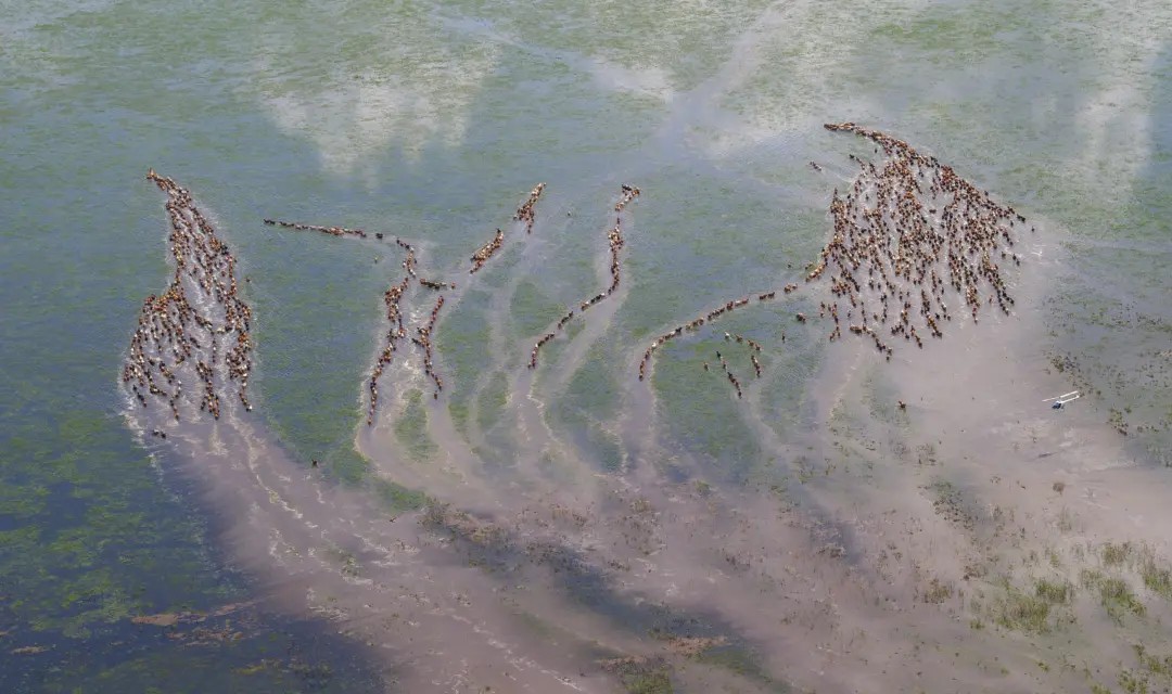 Helicopter Mustering on Floodplain