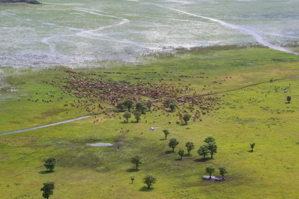 Mustering from a Helicopter